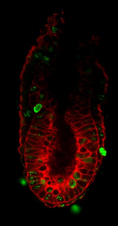 Mouse Embryo
