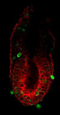Mouse Embryo