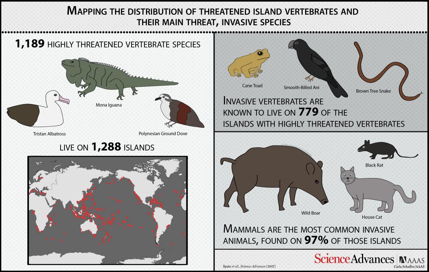 Invasive Species Jeopardize Already Threatened Island Animals (1 of 12)