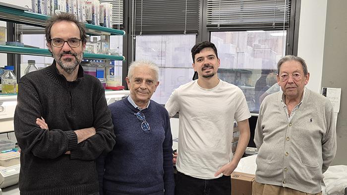 University of Barcelona researchers identify a key protein in the inflammatory response to infections
