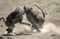 Baboons