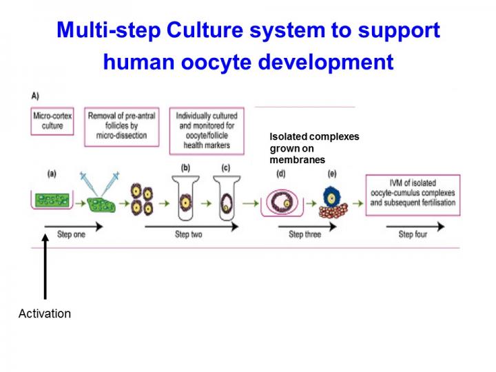 Schematic Image of Human Egg Development in Laboratory