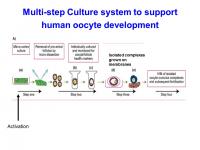 Schematic Image of Human Egg Development in Laboratory