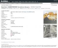 AntWeb