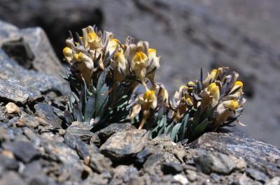 <I>Linaria glacialis</I>