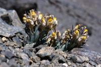 <I>Linaria glacialis</I>