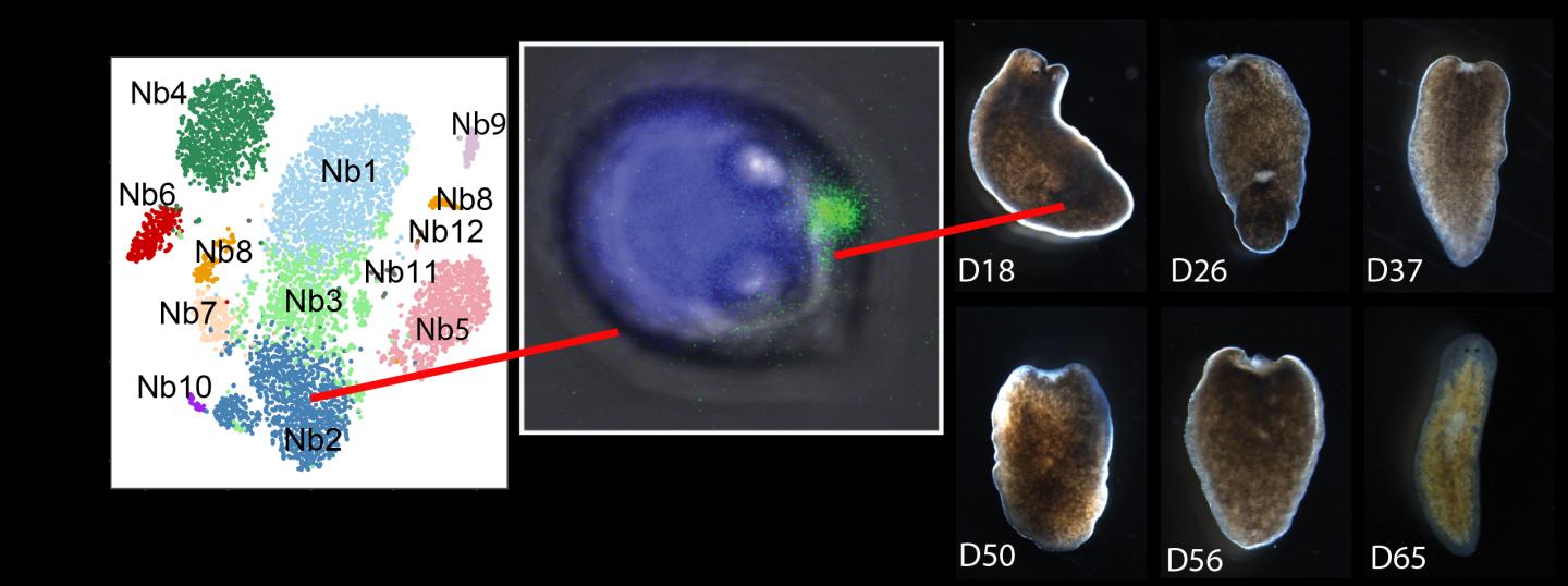 Isolated Adult Pluripotent Stem Cell