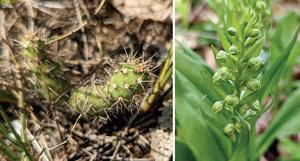 Fragile prickly pear and frog orchid