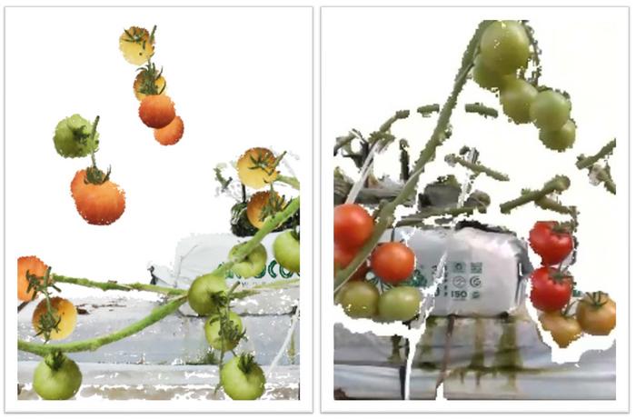 Virtual farms created from real-world tomato farm images