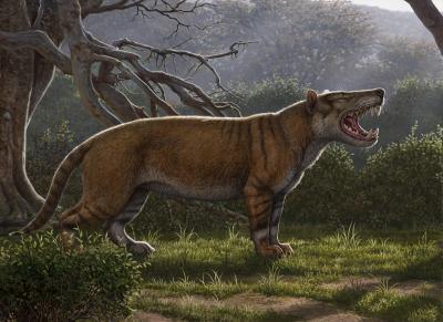 <em>Simbakubwa</em> Reconstruction