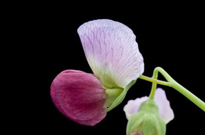 Pea Flower