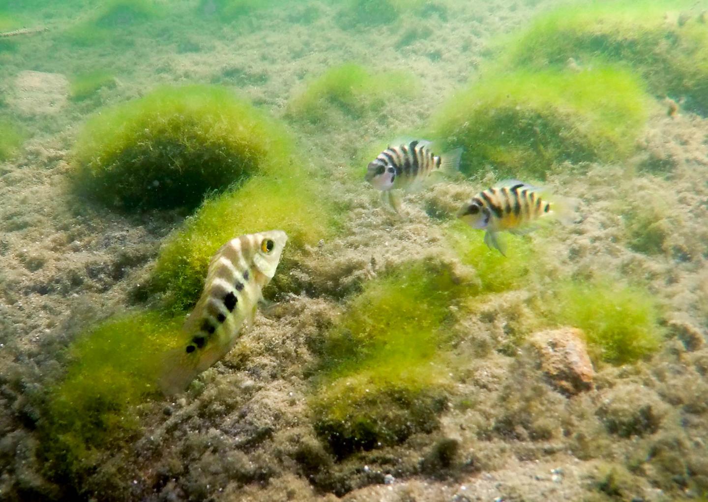 Mismatched Partners That Adjust Behavior Have Better Reproductive Success (4 of 11)