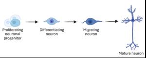 Figure 1 development