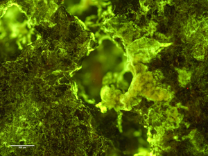 Preflight fluorescence microscopy image of biofilm of Spingomonas desiccabilis