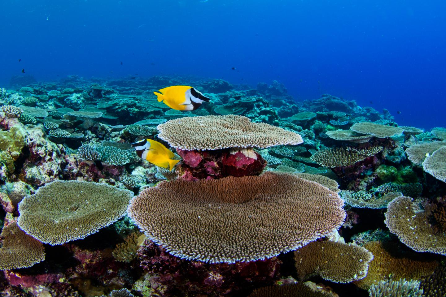 No Refuge in the Deep for Shallow Reef Ecosystems (9 of 10)