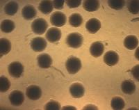 Smart Sponge Releases Insulin When Exposed to High Glucose Levels