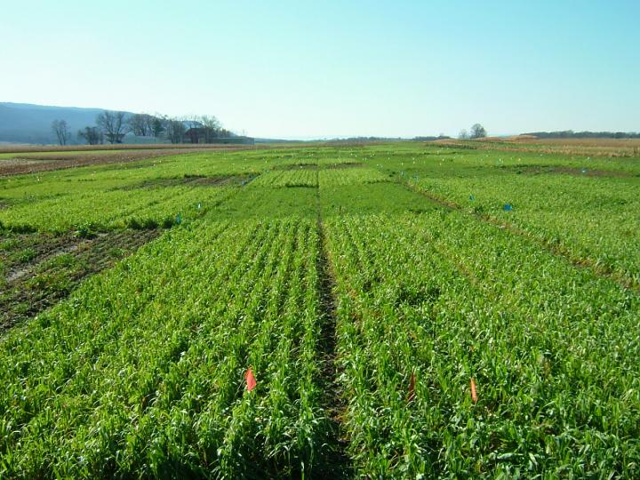 Covercrops