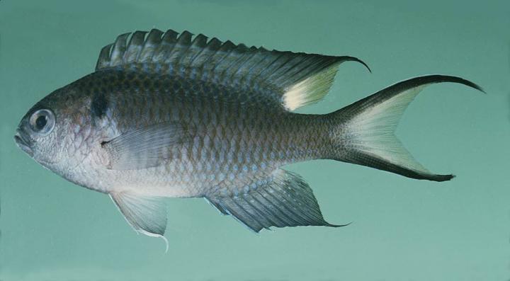 Regal Damselfish