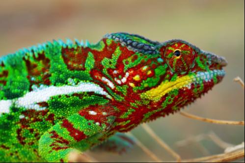 Male Panther Chameleons
