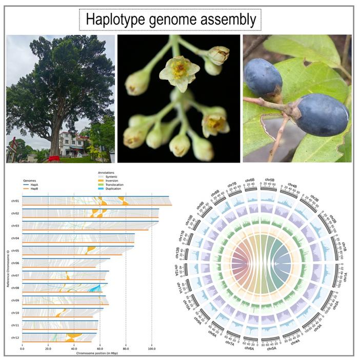 A haplotype-resolved chromosomal-level genome from the 'King of Nanmu', an endangered tree species