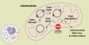 Mitochondrial DNA probe
