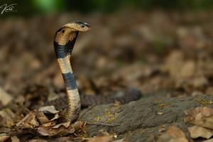 Monocellate cobra
