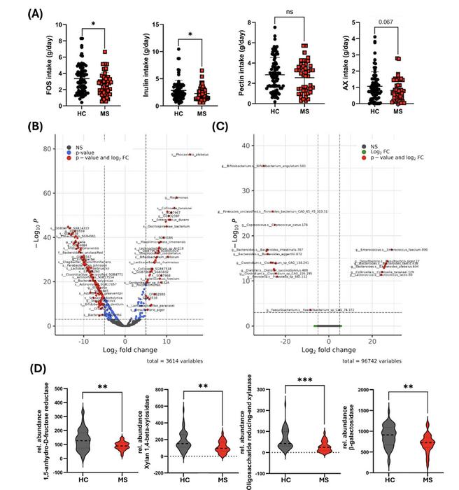 Reduced consumption of dietary β-fructan fibres is associated with reduction in microbial metabolites involved in β-fructan fermentation.