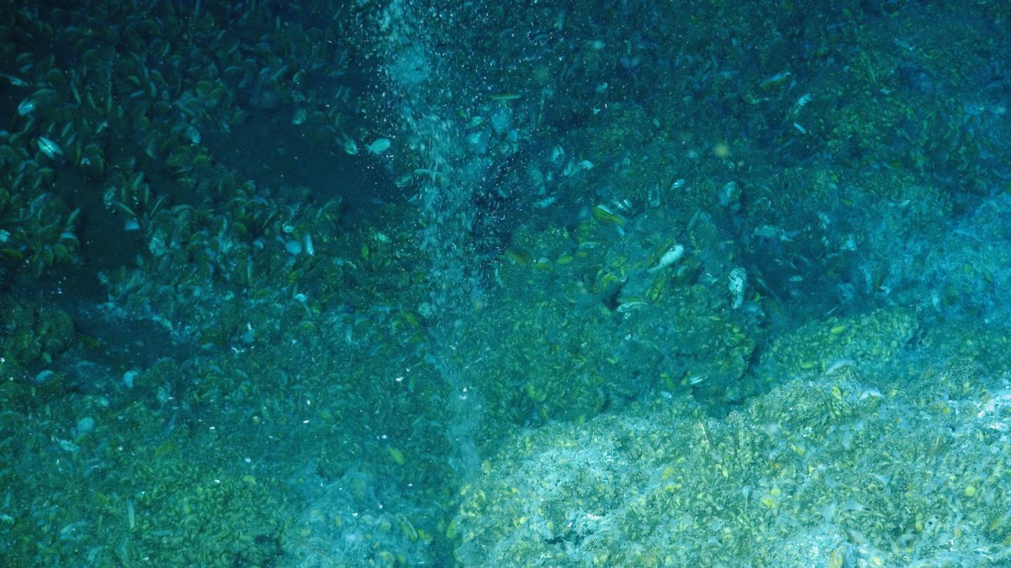 Cold Seep Habitat