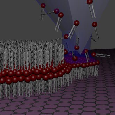 Graphene Lipid Membranes