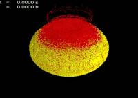 Asteroid Collision Model Phase 2: Reaccumulation by Gravity