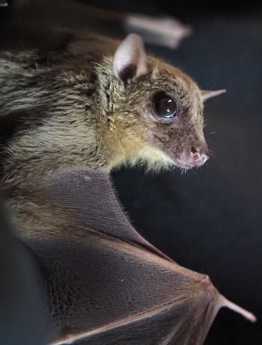 Egyptian fruit bat