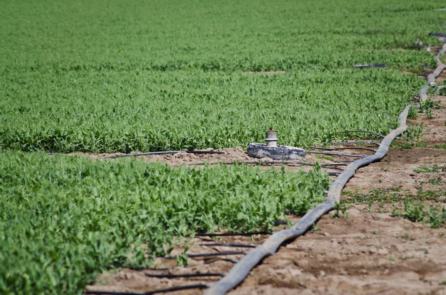 Irrigation