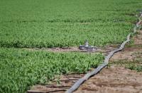Irrigation