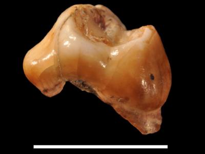 Molar