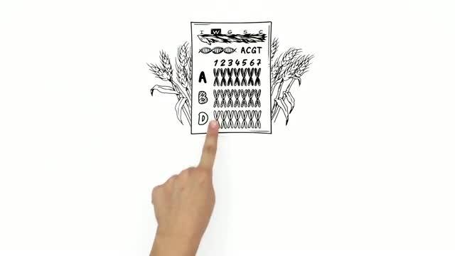 An Explainer Video about the Bread Wheat Genome Sequence