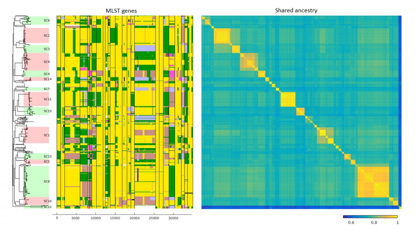Gene Transfers between Different Bacterial Species