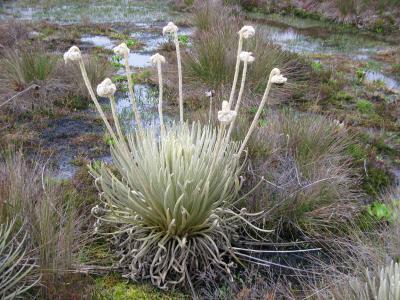 <i>Coespeletia palustris</i> (2 of 2)
