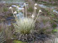 <i>Coespeletia palustris</i> (2 of 2)