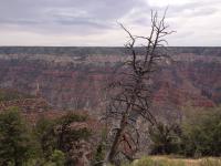 Dead Ponderosa Pine Tree