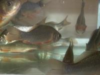 Crucian Carp 2