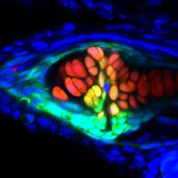 Zebrafish Developing Synovial Joint
