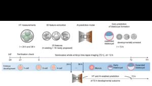 KAIST’s Advanced Oocyte and Embryo Analysis Technology to Improve IVF Success Recognized at Leading Global Conference