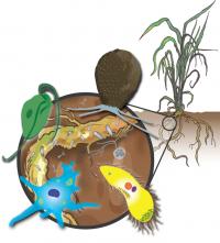 Protist illustration