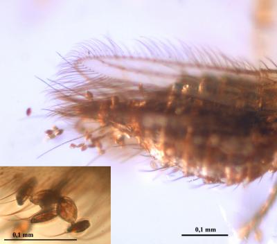 Pollen Grains