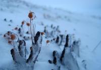 Arctic Plants