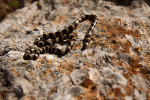 The Micrelaps Snake.