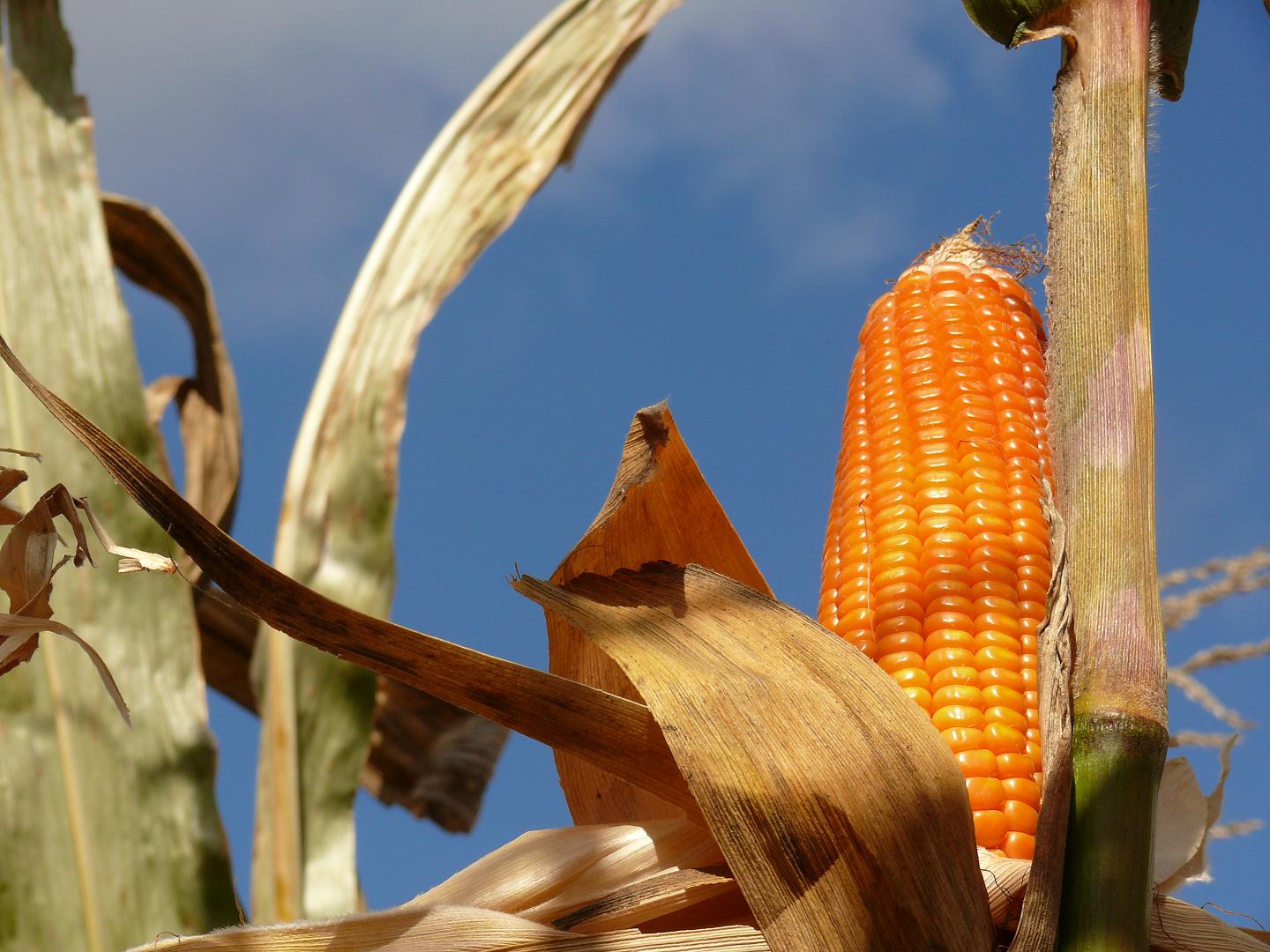 Orange Corn Can Help Prevent Child Blindness and Death