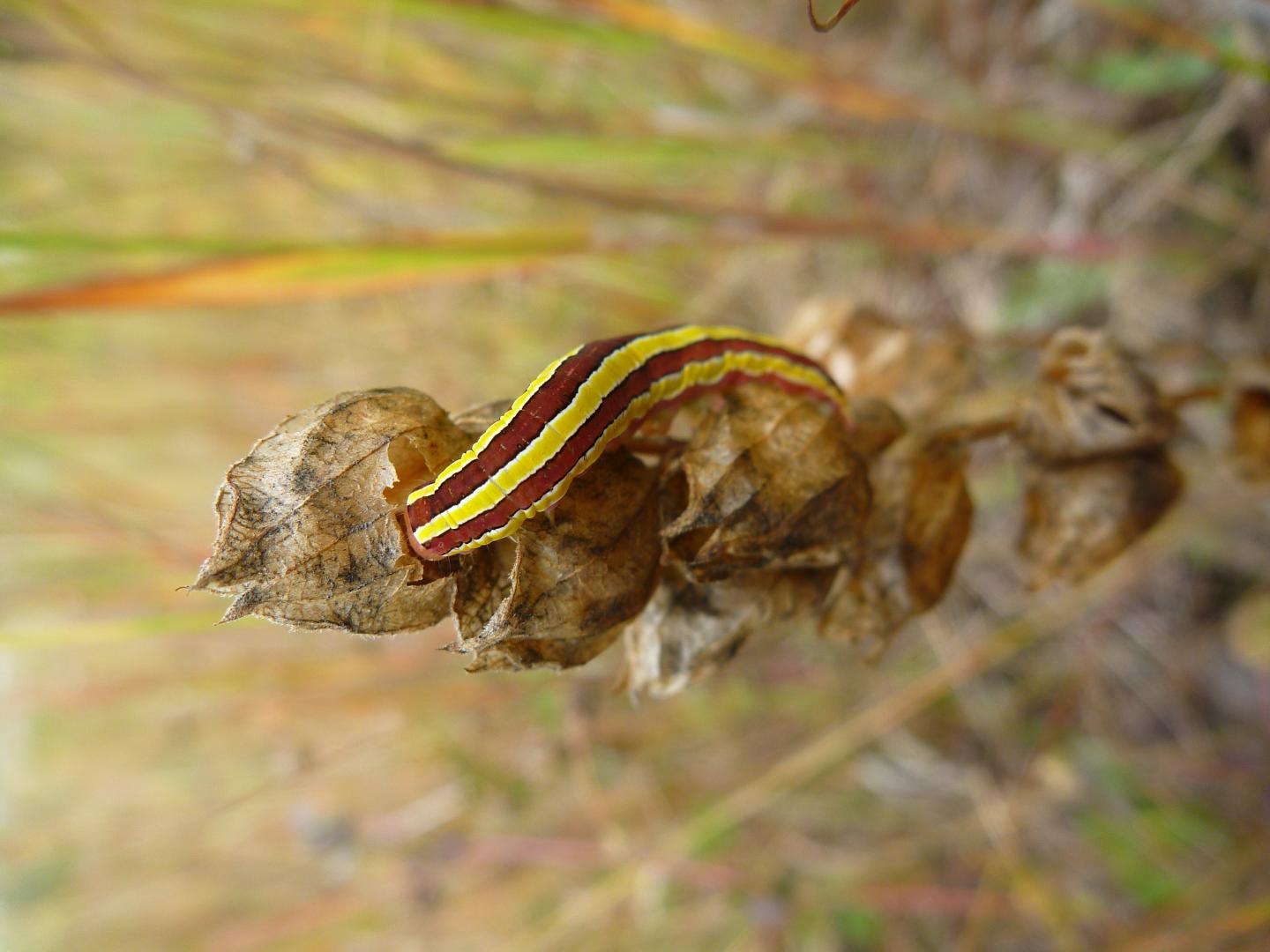 Caterpillar Eats Seeds