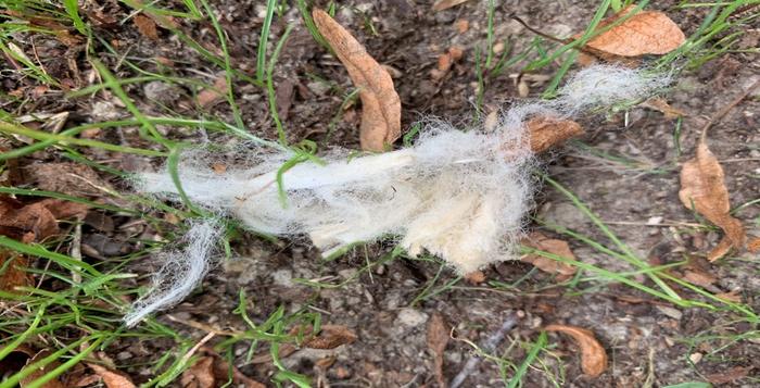 Study: Cigarette filters are an underestimated source of microplastic pollution