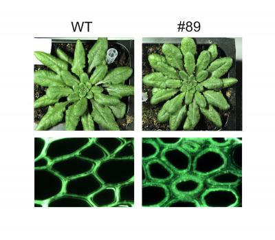 Engineering Plant Cell Walls